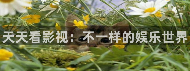 第七影院：天天看影视：不一样的娱乐世界